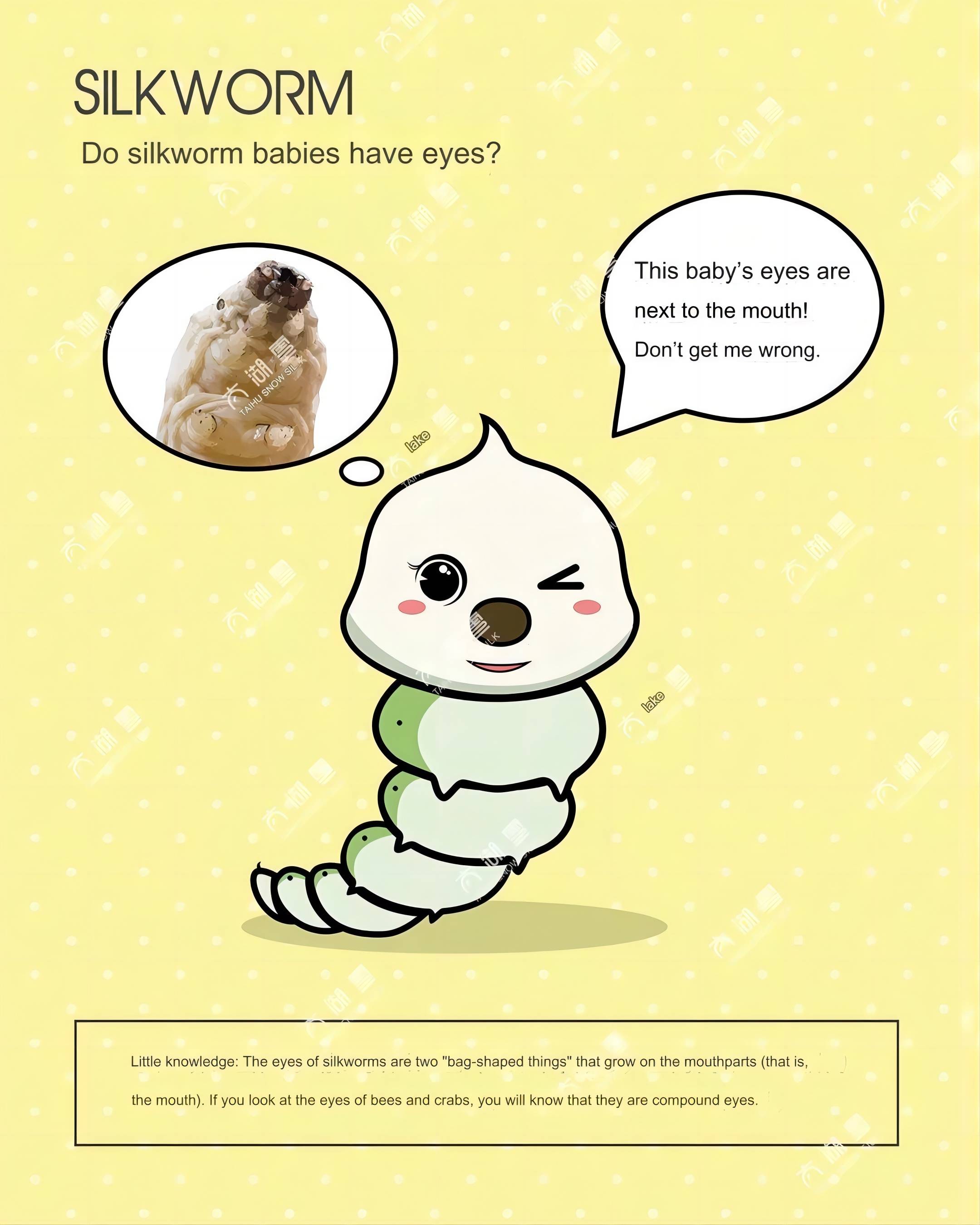 Do silkworms have eyes(1)