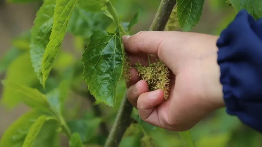 Mulberry Flowers