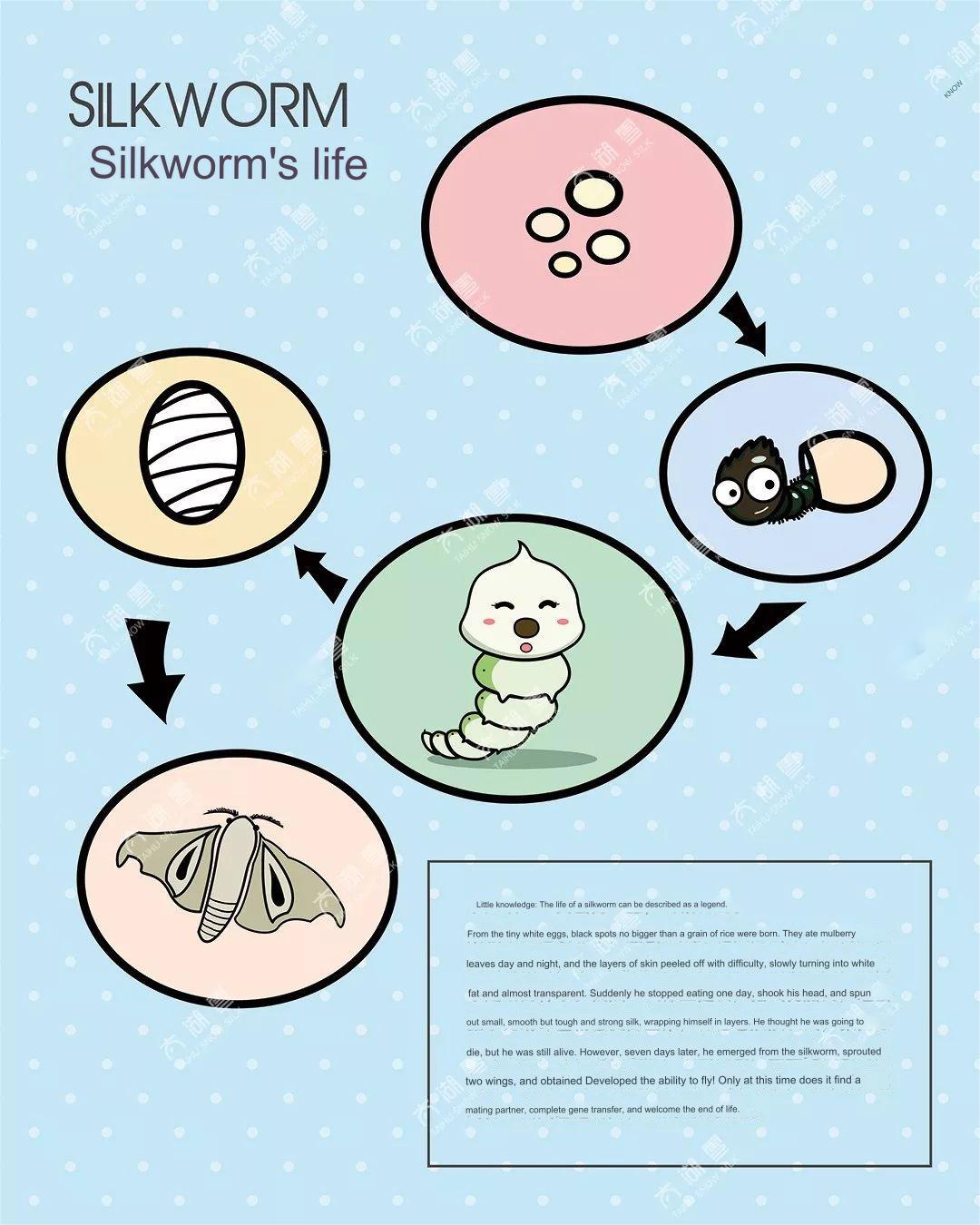 silk worm (1)