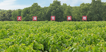 mulberry garden