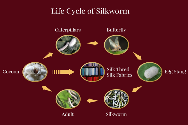 life cycle of silkworm