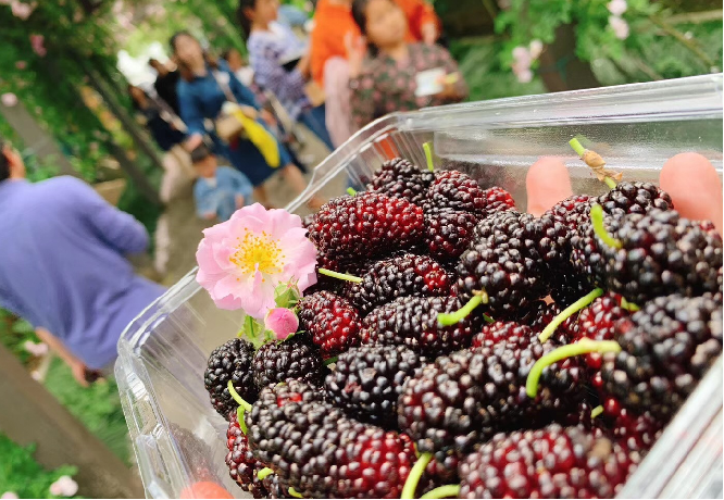 fresh mulberry fruit